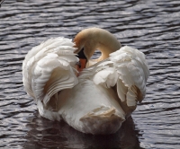 Mute Swan preening