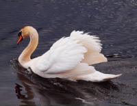 Mute Swan arching feathers