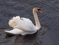 Mute swan