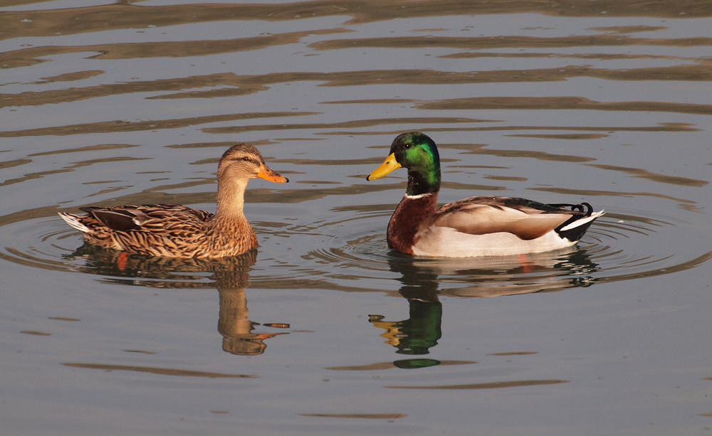 Mallard Ducks in Courtship