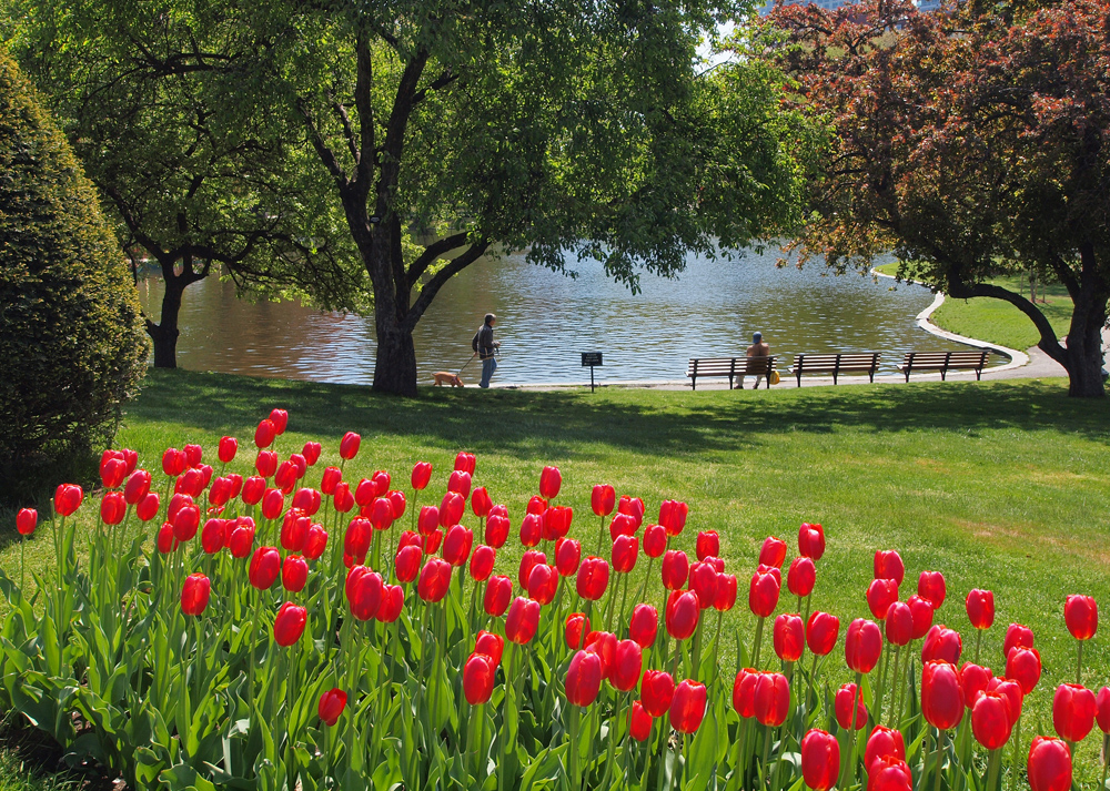 Lagoon shadowed by rich colored Tulips