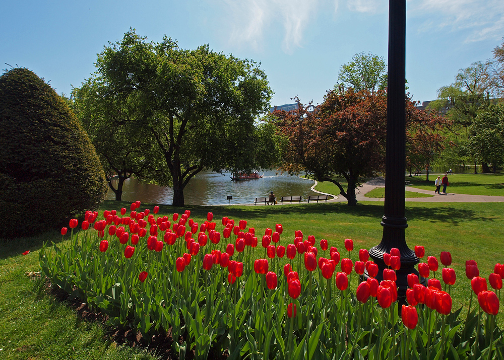 Red Cubed Tulips