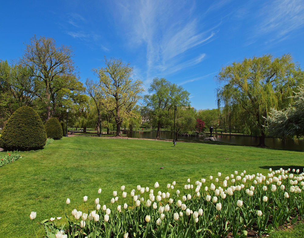 Tulips, Elms and lagoon.