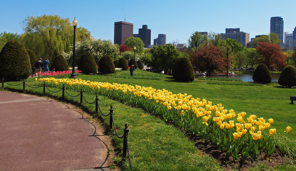 Yellow Cubed Tulips
