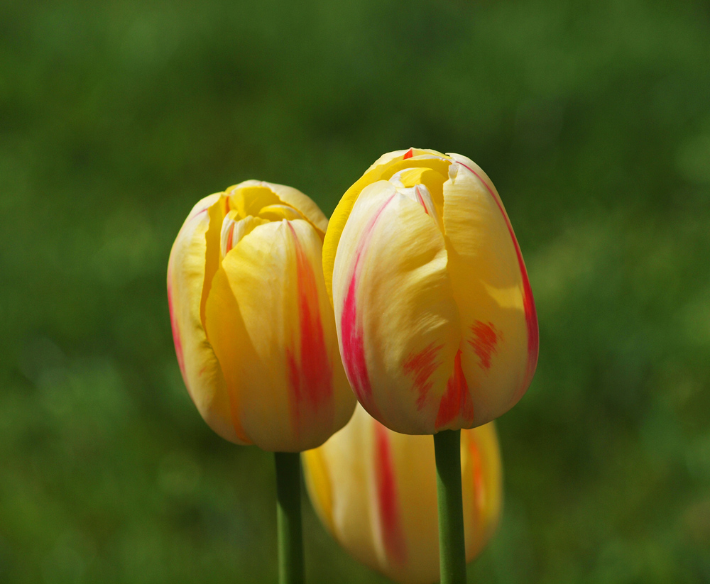 Colorful Tulips