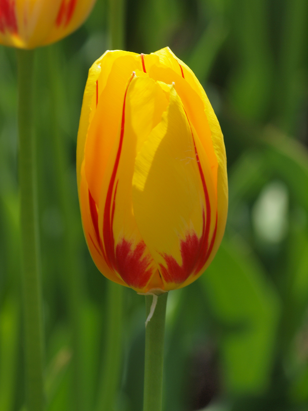 Tulip Red Yellow Cubed