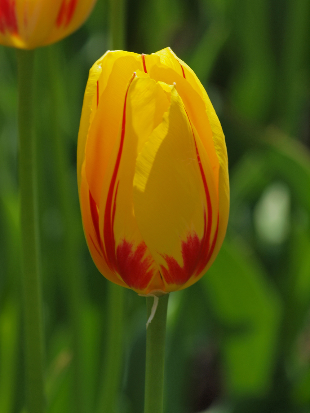Colorful Single Tulip