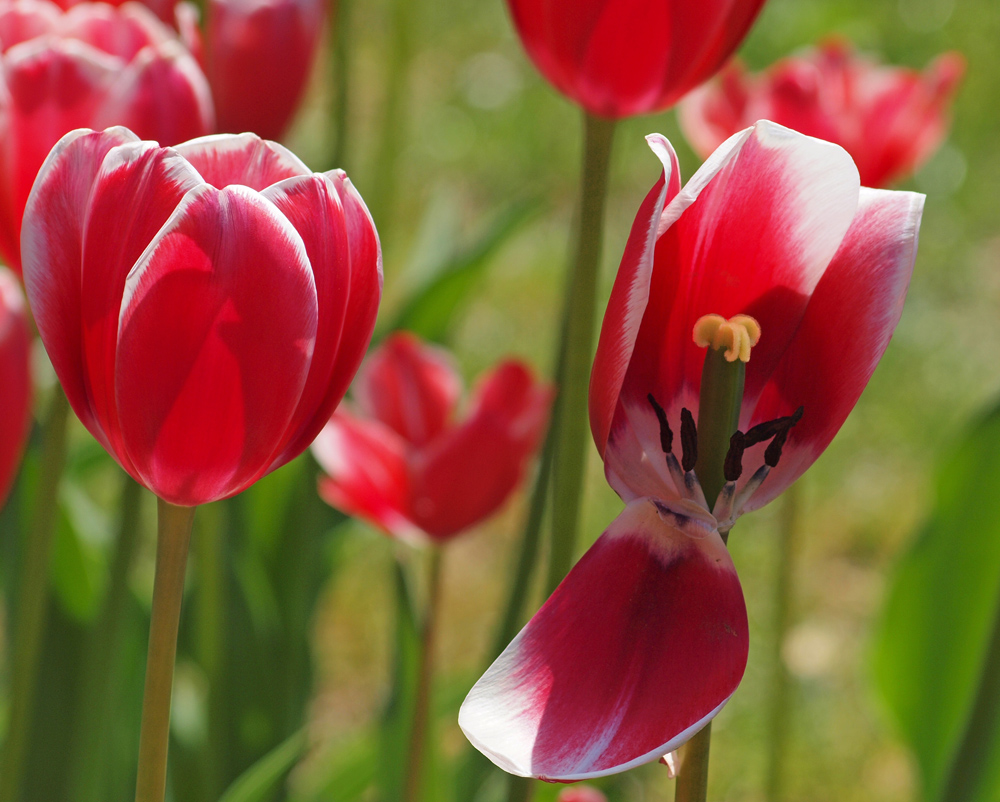 Tulip with open view of stamen