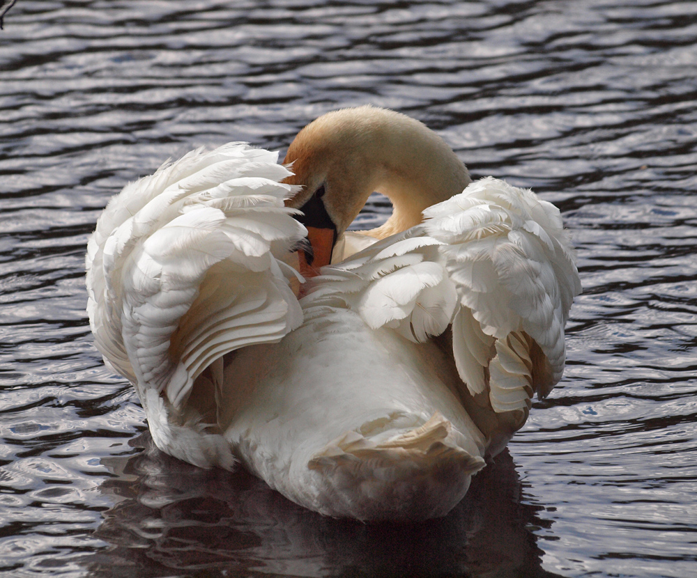 Mute Swan preening