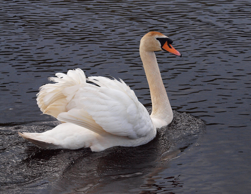 Mute swan