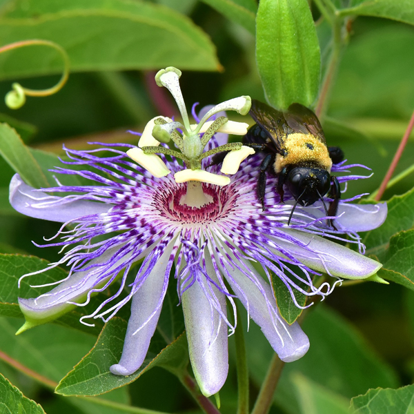 3. Passion-flower and Carpenter Bee