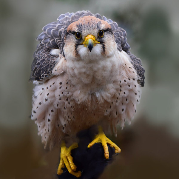 3. The American Kestrel