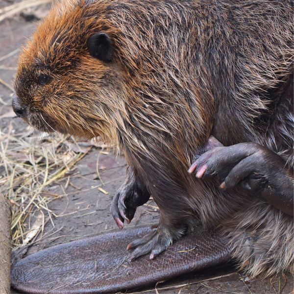 6. American Beaver