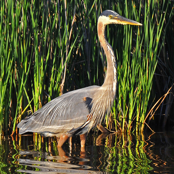 5. The Great Blue Heron