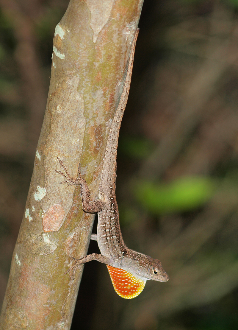 Anole Lizard    Olympus - Nikon Imaging