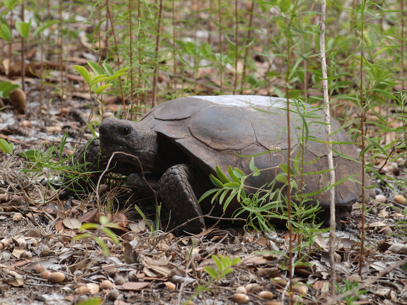 Tortoise     Olympus - Nikon Imaging