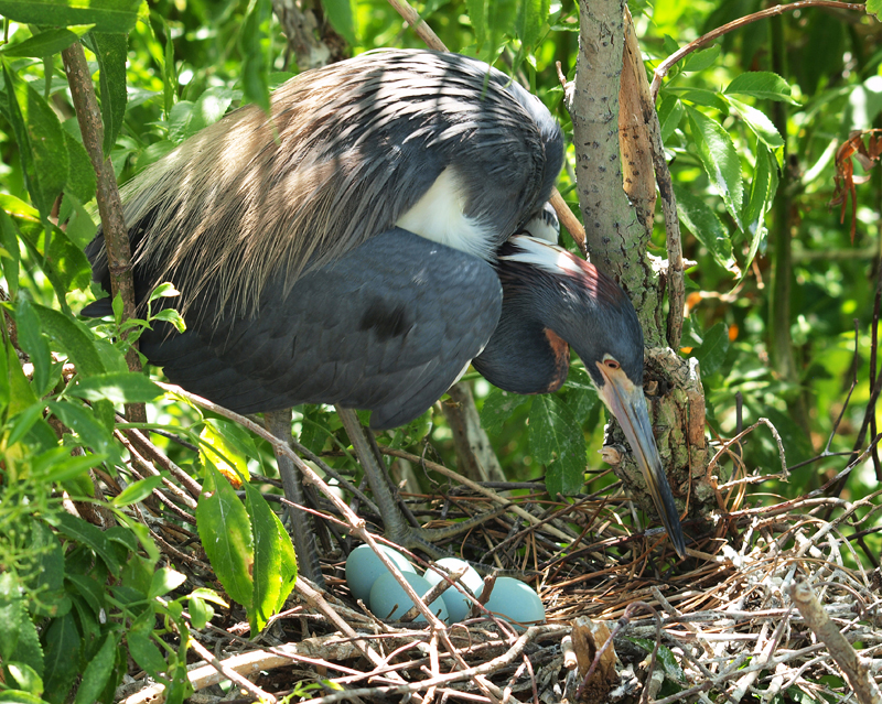 Heron nesting    Olympus - Nikon Imaging