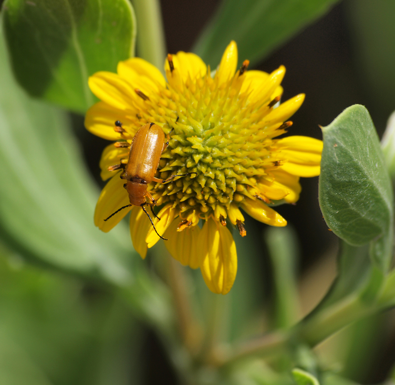 Plant and beetle    Olympus - Nikon Imaging