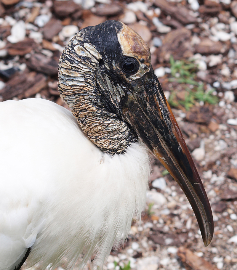 Stork profile     Olympus - Nikon Imaging