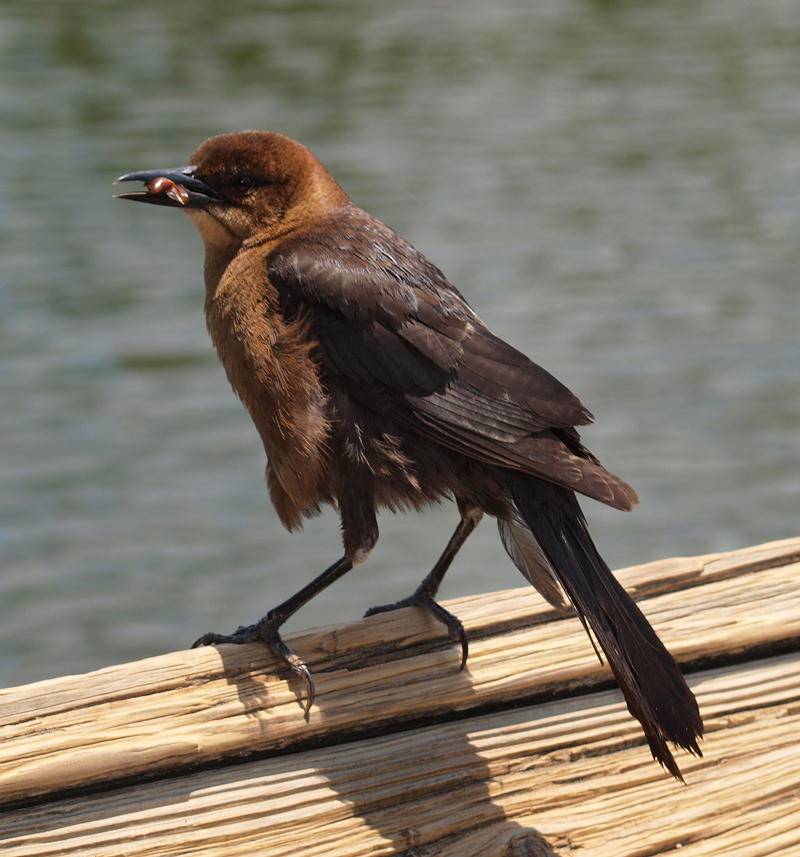 Rusty Black bird      Olympus -  Nikon Imaging