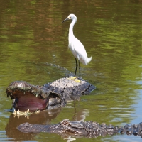 Alligator Olympus - Nikon Imaging