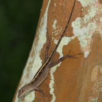 Brown Anole lizard Olympus - Nikon Imaging