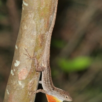 Anole Lizard Olympus - Nikon Imaging