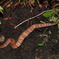 Eastern Cotton Snake Olympus - Nikon Imaging