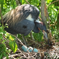 Heron nesting Olympus - Nikon Imaging