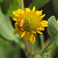 Plant and beetle Olympus - Nikon Imaging