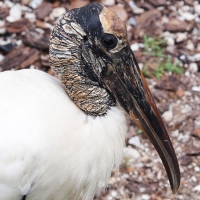 Stork profile Olympus - Nikon Imaging