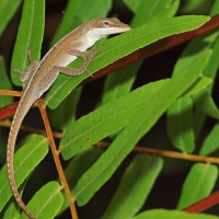 Lizard Olympus - Nikon Imaging