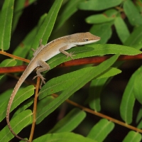 Anole Lizard Olympus - Nikon Imaging