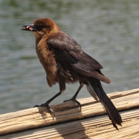 Rusty Black bird Olympus - Nikon Imaging