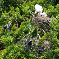 Storks and Anhinga nesting Olympus - Nikon Imaging