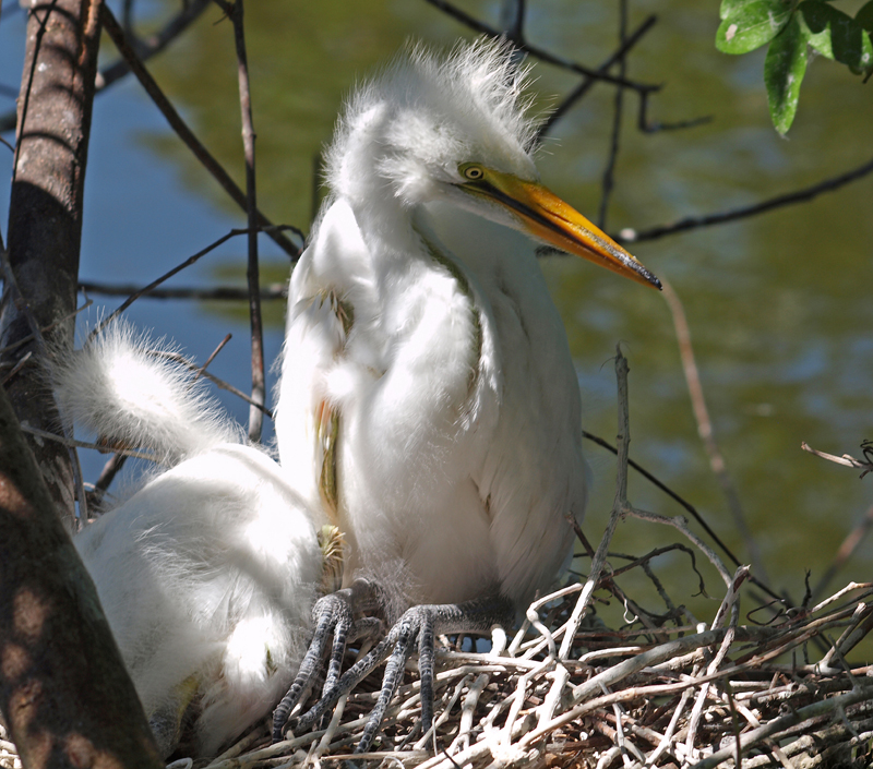 Young Great Egrets