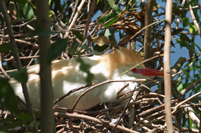 Cattle Egret on Nest