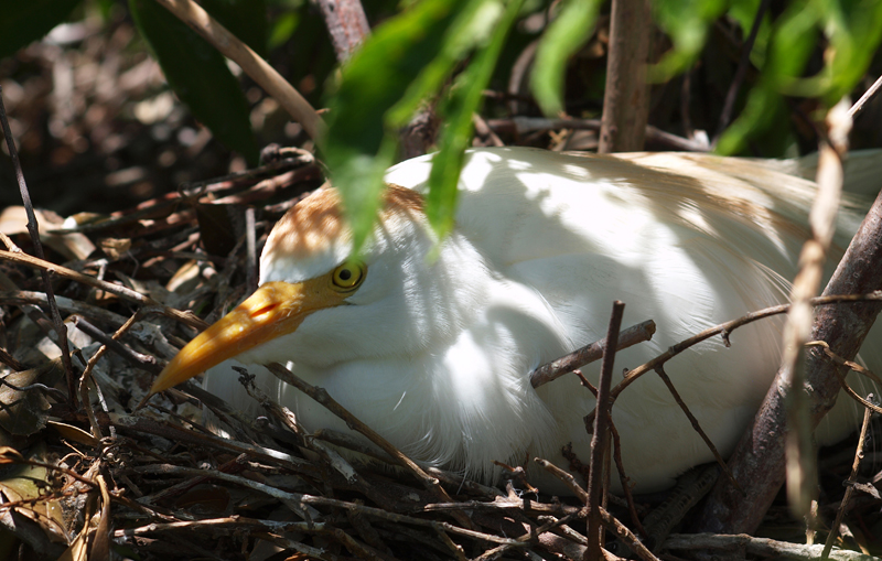 Cattle Egret nesting
