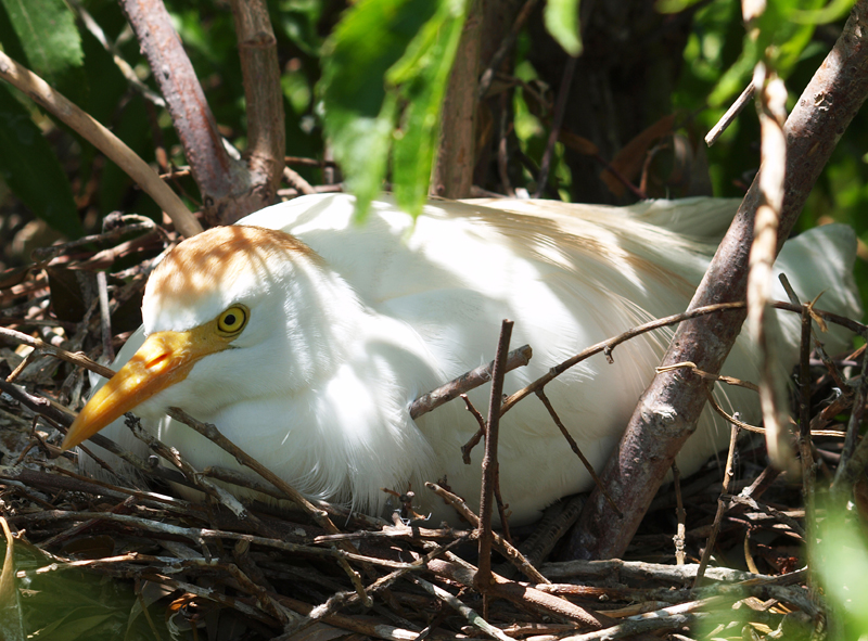 Adult Cattle Egret on nest