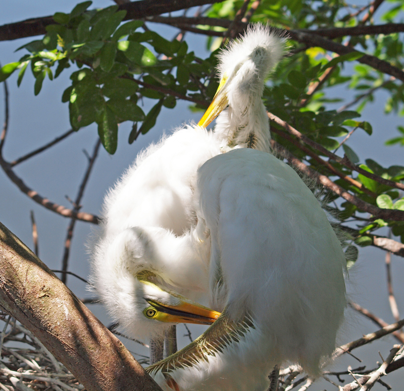 Young Great  Egrets on nest