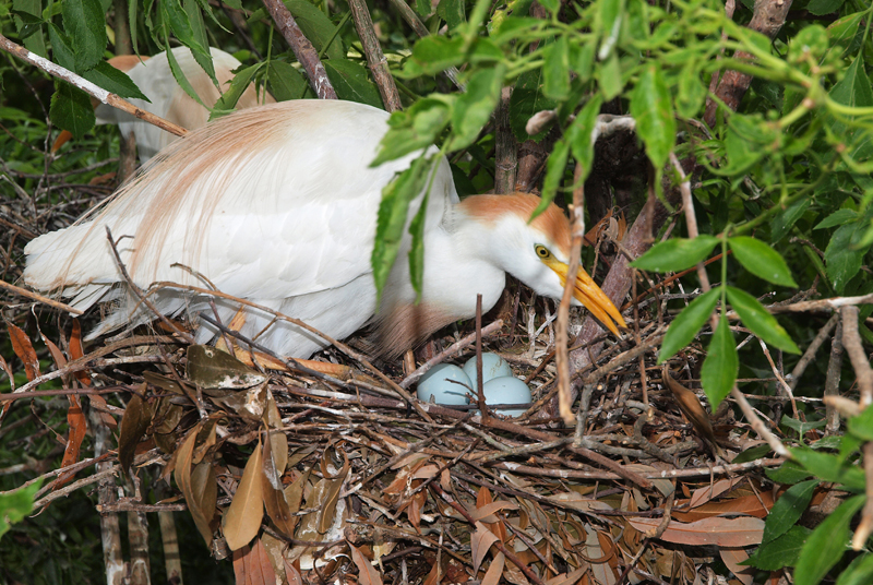 Cattle Egret Nesting