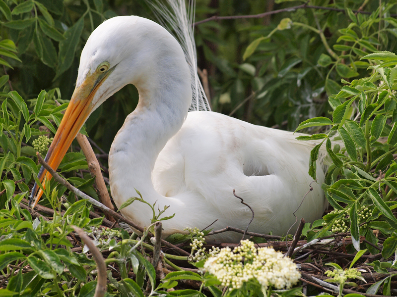 Great Egret on nest