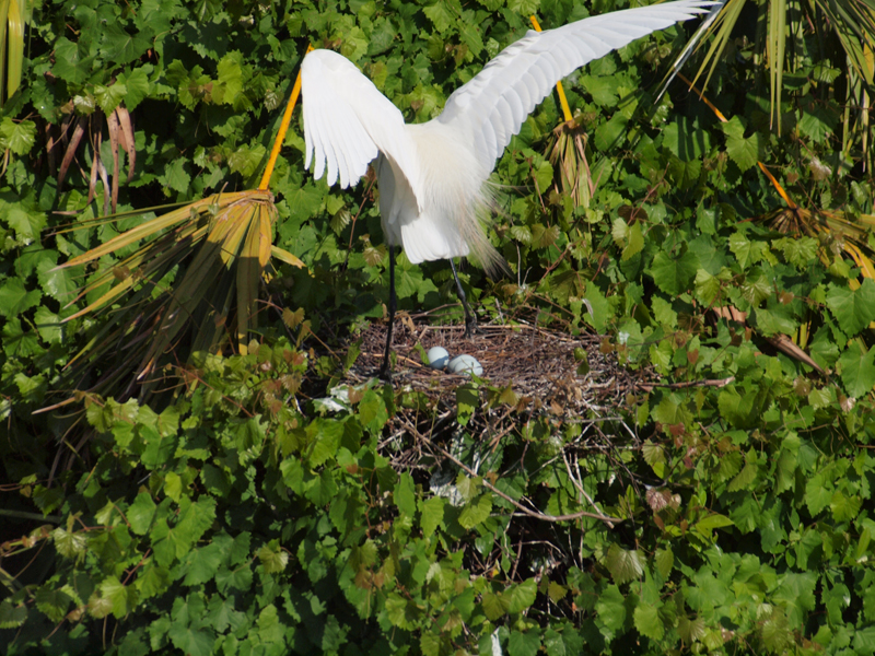 Great Egret on nest