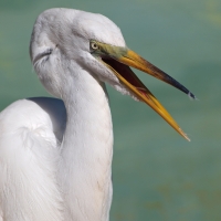 Great Egret Adult