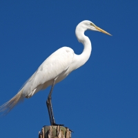 Great Egret side view