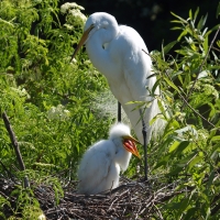 Great Egrets