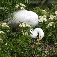 Adult Great Egret