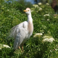 Cattle Egret