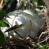Egret Yellow Foot nesting