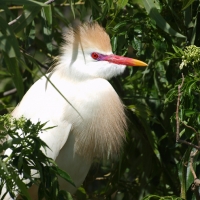 Adult breeding Cattle Egret